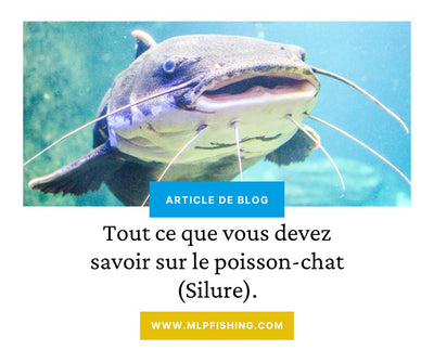 Tout ce que vous devez savoir sur le poisson-chat (Silure)