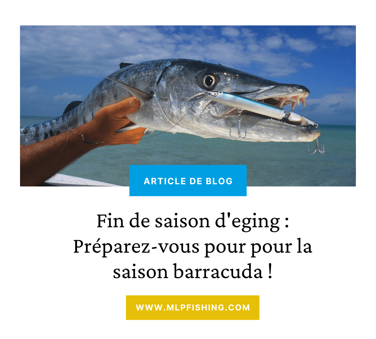 Fin de saison d'eging : Préparez-vous pour pour la saison barracuda !