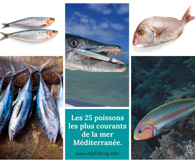 Les 25 poissons les plus courants de la mer Méditerranée.